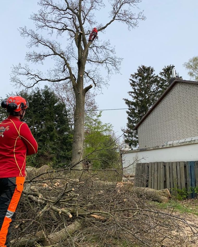 Baumpfleger im Baum bei einer Fällung